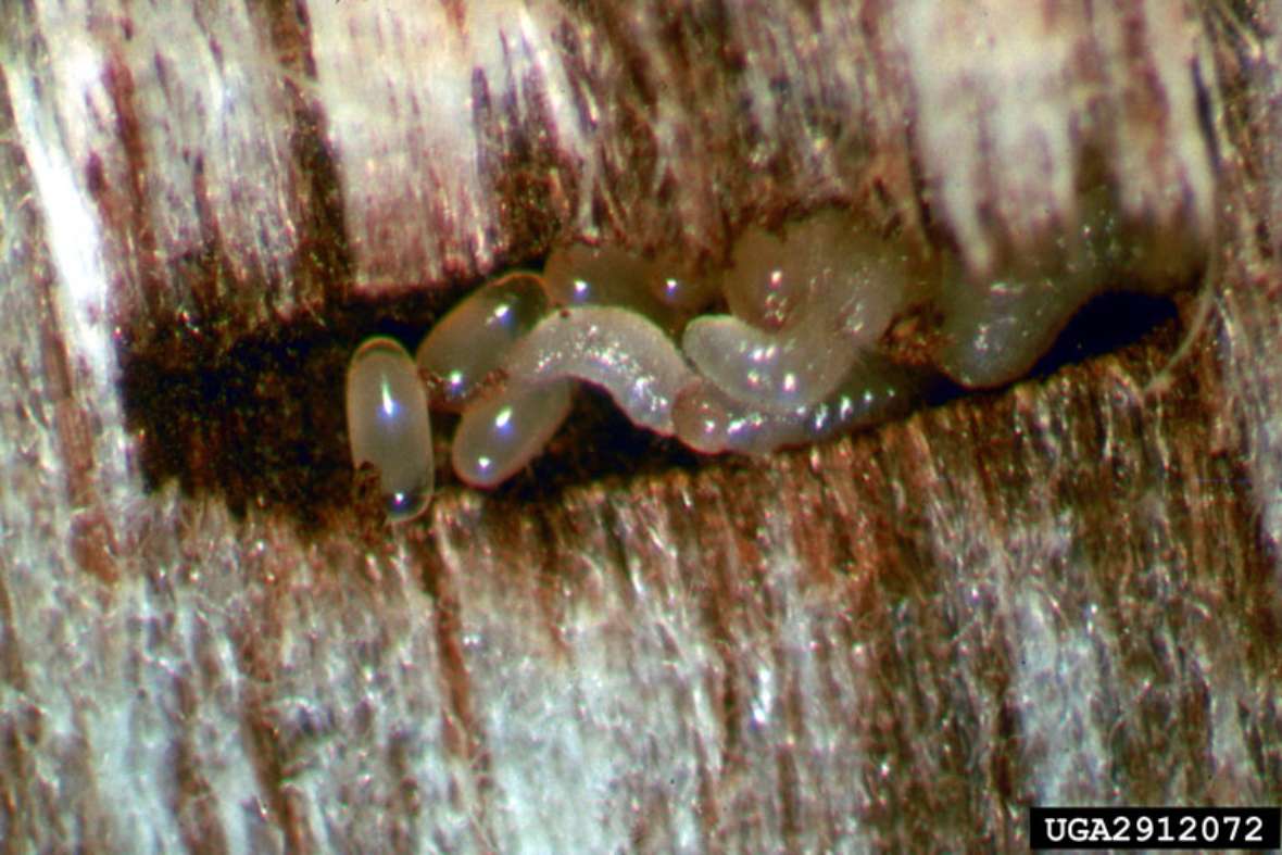 Horizontal verlaufender Fraßgang von Xylosandrus crassiusculus mit Eiern und Larven